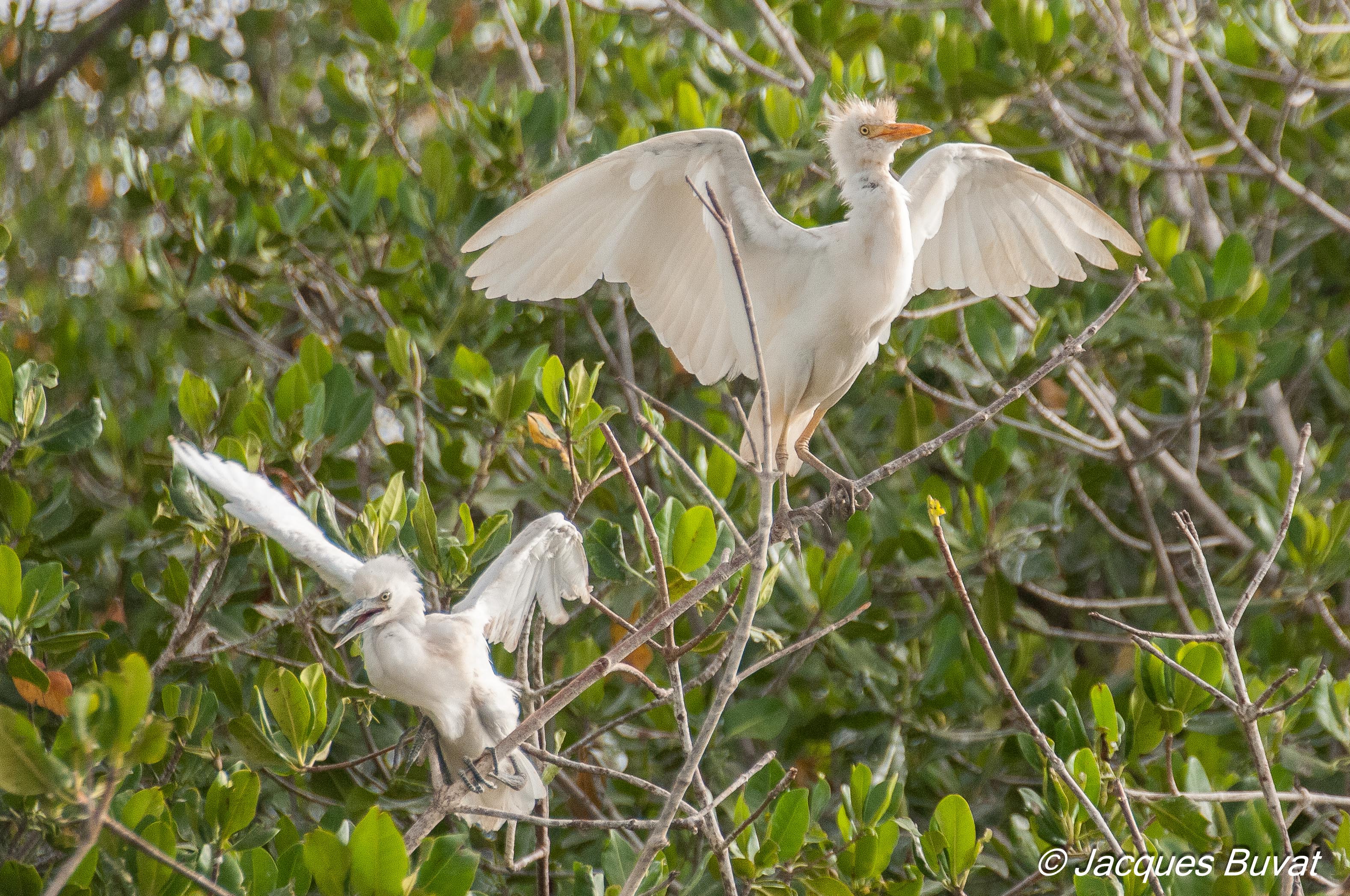 Hérons Garde-boeufs (Western Cattle Egret, Bubulcus Ibis), adulte internuptial et son juvénile, Réserve Naturelle d'Intérêt Communautaire de la Somone.